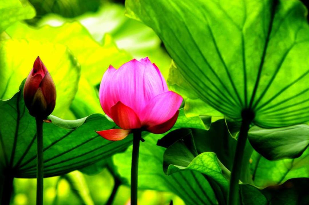 描写荷叶田田的诗句（关于荷叶田田全诗）