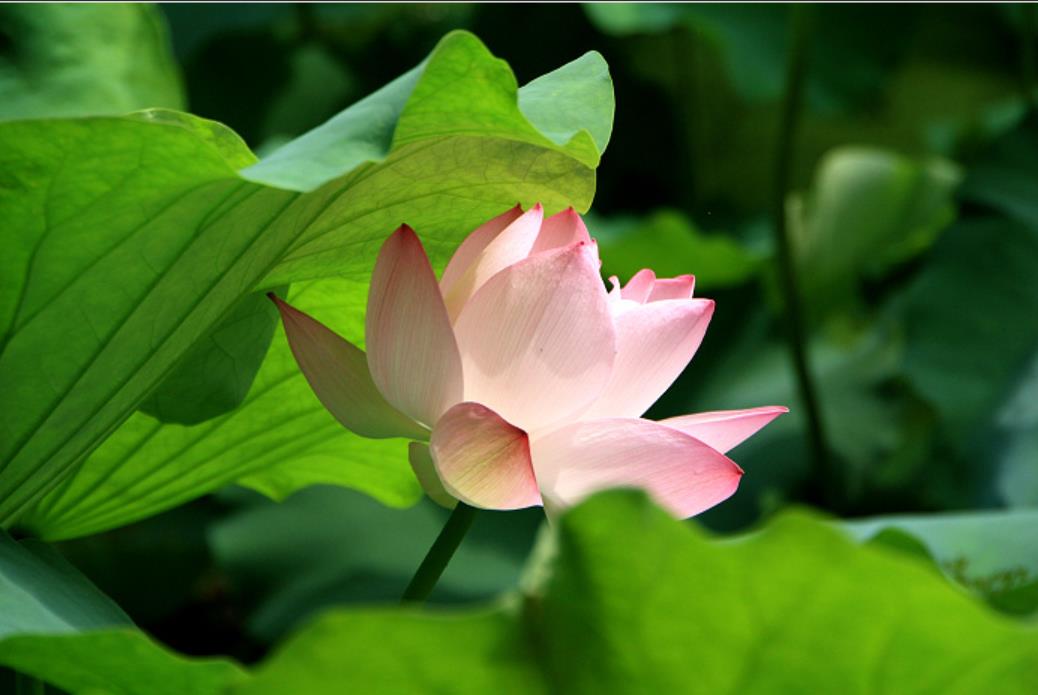 描写荷叶田田的诗句（关于荷叶田田全诗）