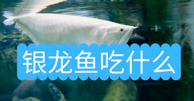 ​银龙鱼吃什么饲料好(银龙鱼吃什么)