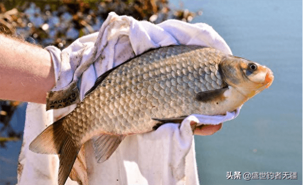 玉米打窝多久发窝(玉米打窝钓鱼的技巧)
