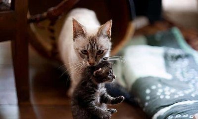 ​母猫总是把小猫叼给主人（母猫总把小猫到处叼）