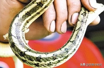 ​你敢相信么，蛇竟然有两个丁丁