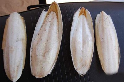 ​乌贼骨的功效与作用 妙用墨鱼骨——乌贼骨