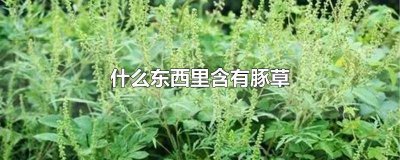 ​食物中有哪些是豚草类 豚草的作用