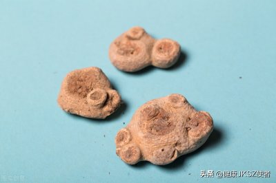 ​天南星的功效与作用（燥湿化痰  祛风解痉）
