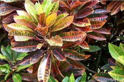 ​什么是变叶木呢 变叶木有什么作用呢