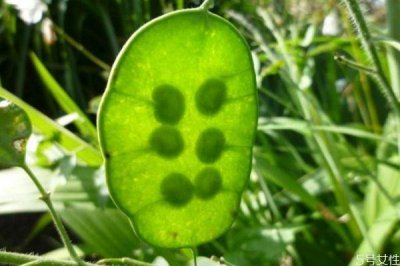 ​什么是银扇草呢 银扇草有什么作用呢