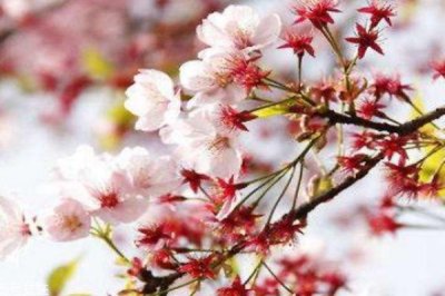 ​樱花盛开在几月份呢 樱花有什么作用呢