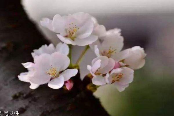 樱花盛开在几月份呢 樱花有什么作用呢