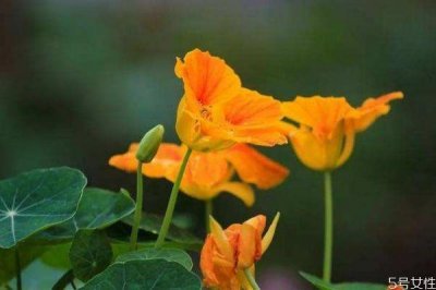 ​旱金莲的主要分布地区是哪里呢 旱金莲的花语是什么呢