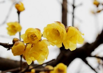 ​腊梅对家居环境的影响-腊梅的风水学应用