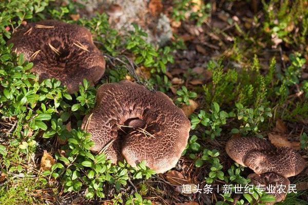农村这种野生菌采摘困难