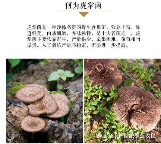 农村这种野生菌采摘困难