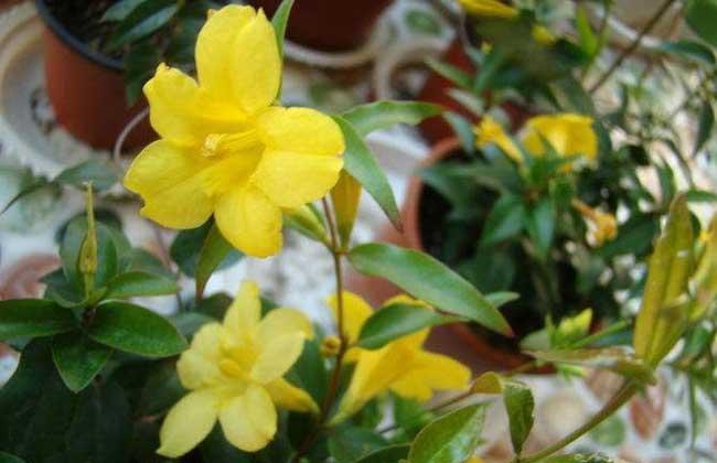 农村一“葫蔓藤”,过去见了就怕,殊不知价值珍贵,造纸长久不朽