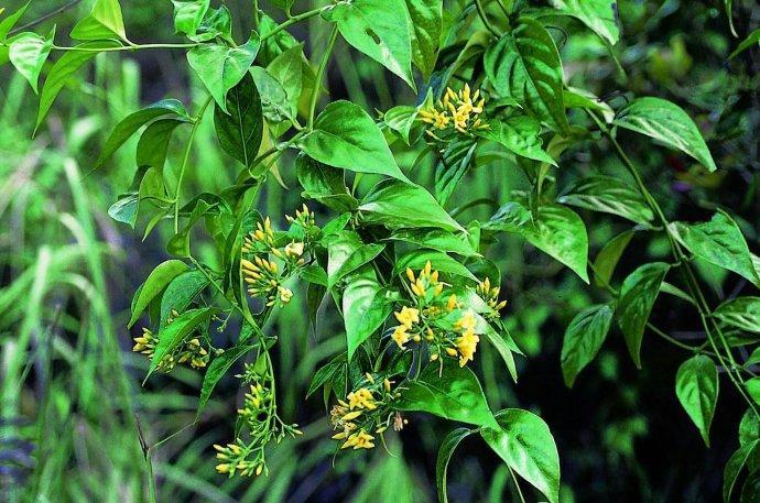 农村一“葫蔓藤”,过去见了就怕,殊不知价值珍贵,造纸长久不朽