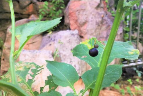 农村有一种野果,形状犹如“黑葡萄”,每斤售价25元