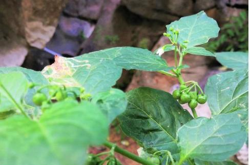 农村有一种野果,形状犹如“黑葡萄”,每斤售价25元