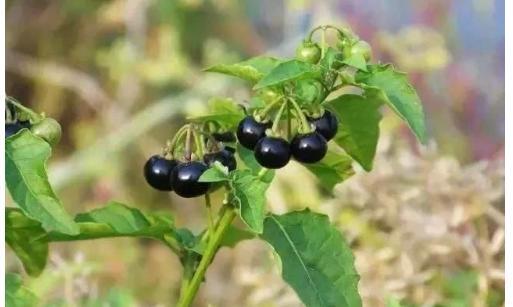 农村有一种野果,形状犹如“黑葡萄”,每斤售价25元