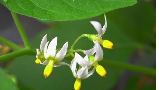 农村有一种野果,形状犹如“黑葡萄”,每斤售价25元