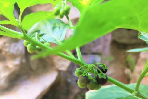 农村有一种野果,形状犹如“黑葡萄”,每斤售价25元