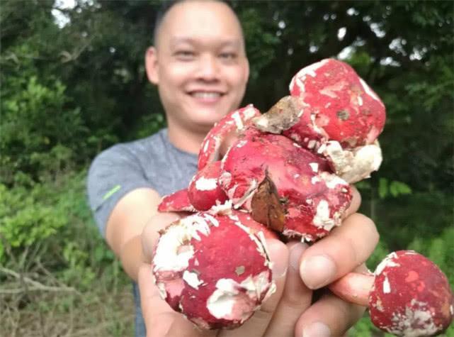 农村这种蘑菇,快被挖绝了,见到要珍惜!