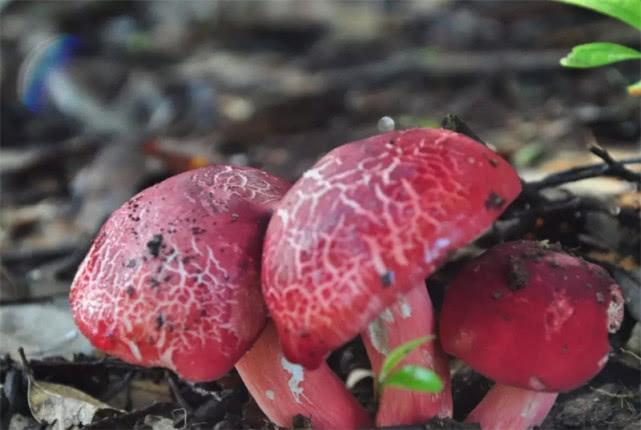 农村这种蘑菇,快被挖绝了,见到要珍惜!