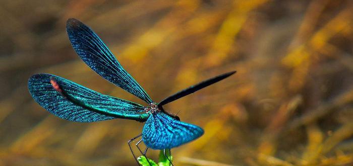 为什么农村蜻蜓越来越少,蚊子反而越来越多,其实是我们害了蜻蜓
