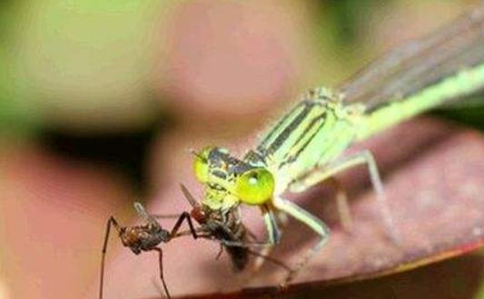 为什么农村蜻蜓越来越少,蚊子反而越来越多,其实是我们害了蜻蜓