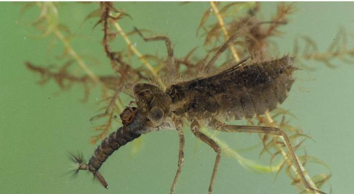 为什么农村蜻蜓越来越少,蚊子反而越来越多,其实是我们害了蜻蜓