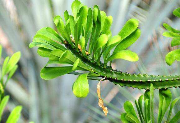 农村当篱笆种的植物,常误认为火龙果,流出白色汁有毒