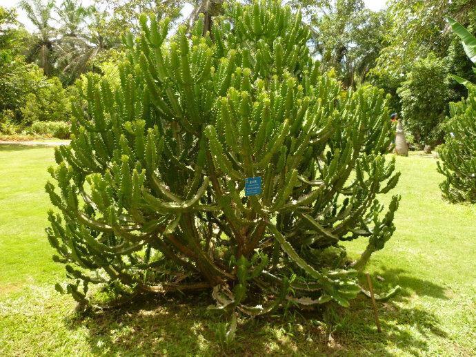 农村当篱笆种的植物,常误认为火龙果,流出白色汁有毒