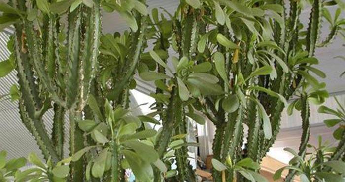 农村当篱笆种的植物,常误认为火龙果,流出白色汁有毒