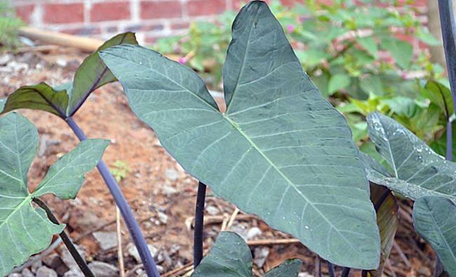 农村山里的“芋苗”以前农民拿来喂猪, 现在城里1斤卖高价