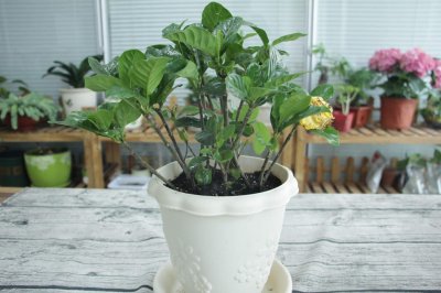 ​栀子花用什么盆养