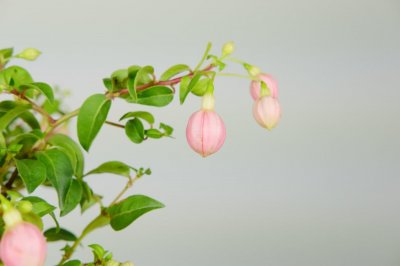 ​倒挂金钟对水分的要求