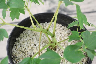 ​家庭中怎么养牡丹花