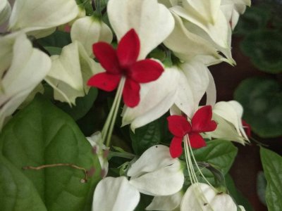 ​龙吐珠怎么养