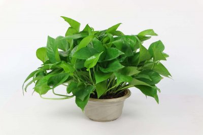 ​绿萝夏天怎么养