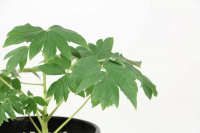 ​牡丹花开花后怎么养