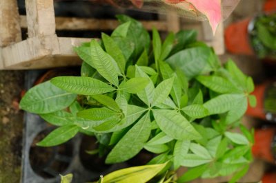 ​发财树能水培养吗，有黄叶了怎么办