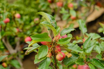 ​海棠开花的时候要多浇水吗，几天没浇水干了怎么办
