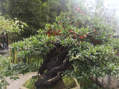 ​金弹子什么时候开花结果