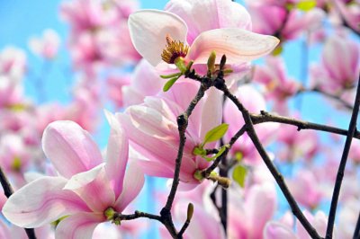 ​临沂适合养什么花，市花和市树是什么