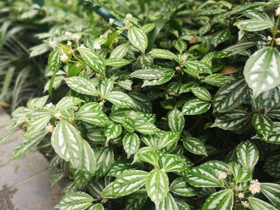 ​冷水花的花语和寓意，送人有什么禁忌