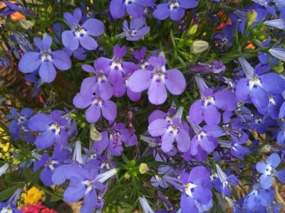 ​六倍利什么时候开花