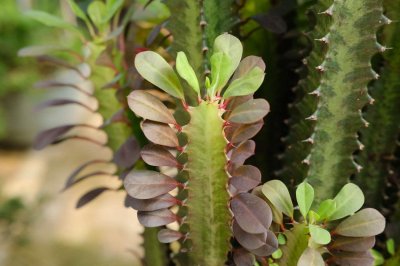 ​龙骨花的花语和寓意，有什么传说故事