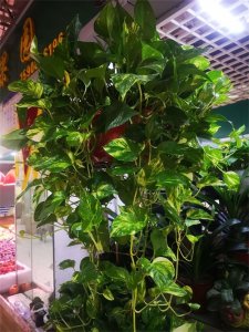 ​如何养好绿萝