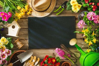 ​丝兰的养殖方法和注意事项