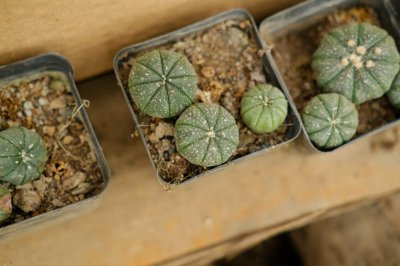 ​星兜怎么养长得快