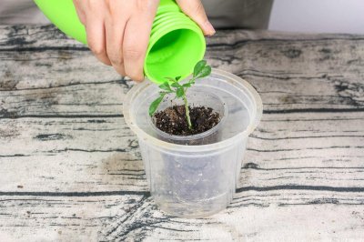 ​阳台如何养米兰花，需要注意什么